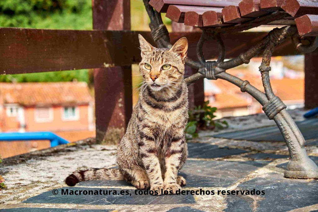 Un gato doméstico en una calle junto a un banco. Animales y Coronavirus Covid-19