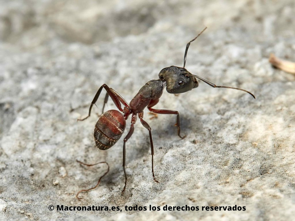 Hormiga maderera Camponotus cruentatus lateral
