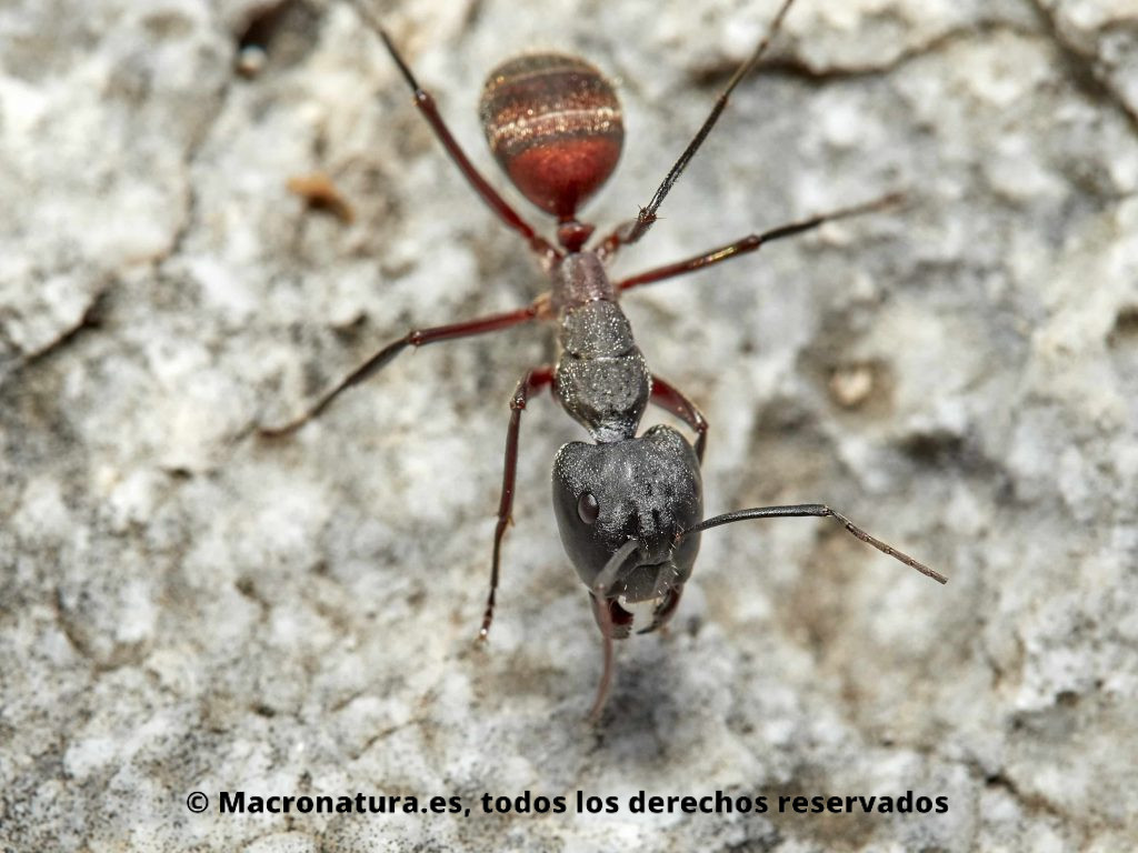 Hormiga maderera Camponotus cruentatus detalle cabeza