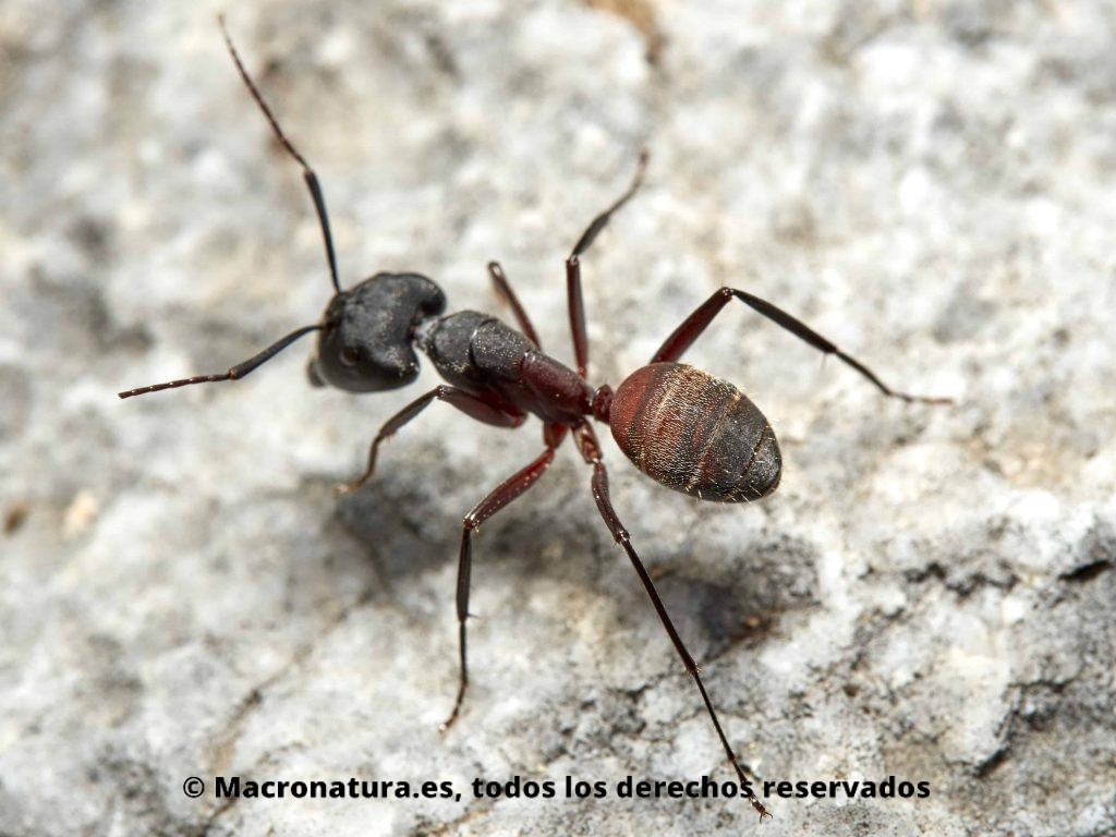 Hormiga maderera Camponotus cruentatus abdomen