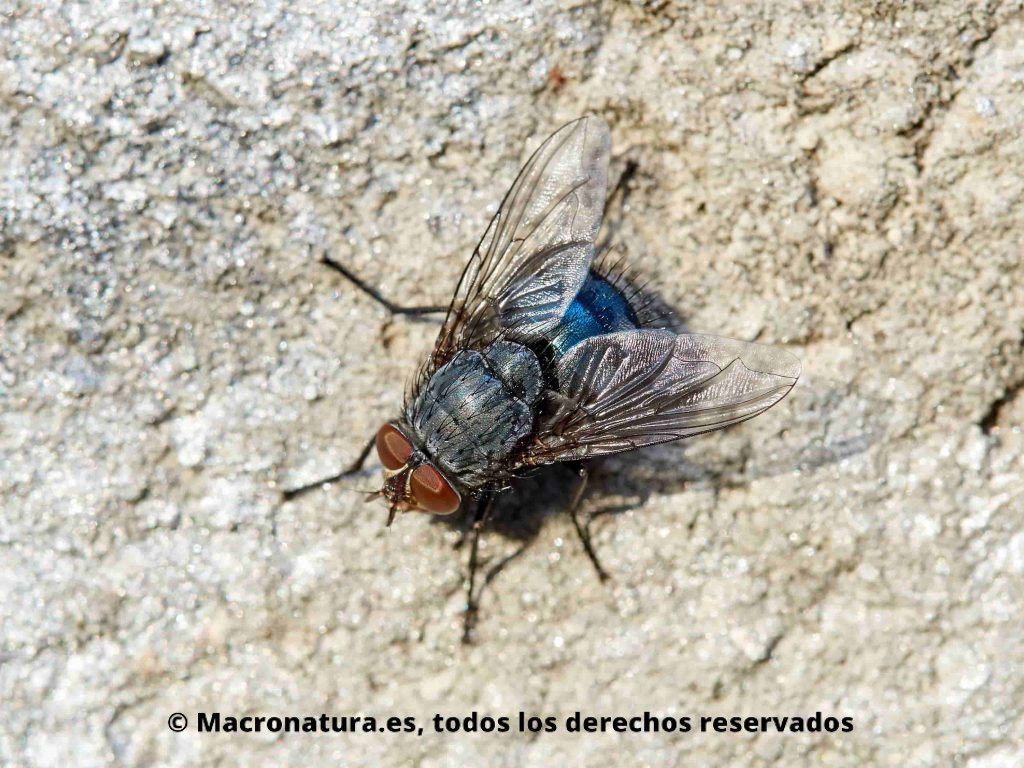 Mosca Azul género Calliphora. Calliphora vicina