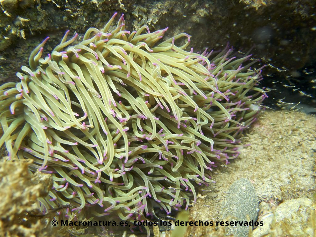 Una Anémona común Anemonia Sulcata en el fondo del mar rodeado de Leptomysis mediterranea