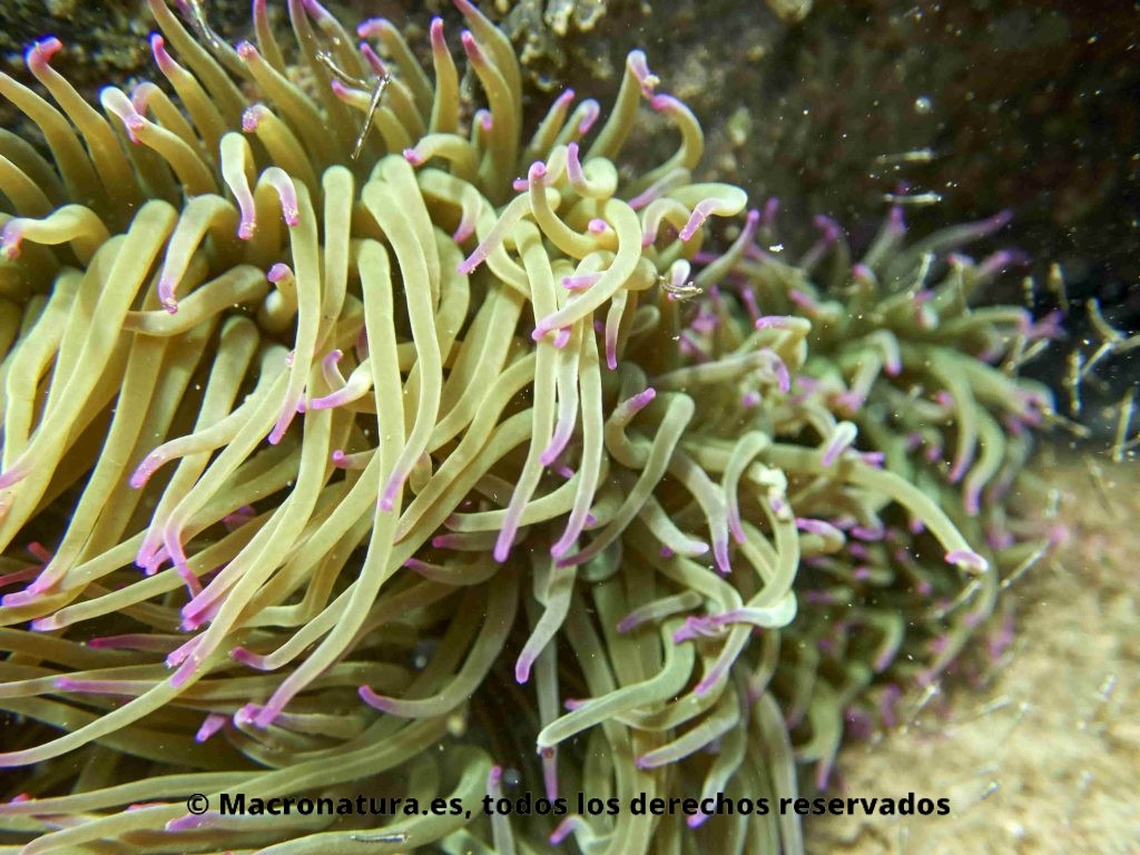 Una Anémona común Anemonia Sulcata en el fondo del mar rodeado de Leptomysis mediterranea