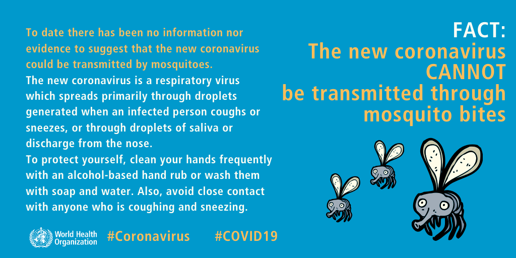 ¿Los insectos transmiten el coronavirus? Gráfico emitido por La Organización Mundial de la Salud donde indica que el Coronavirus Covid-19 no puede ser trasmitido por picaduras de mosquitos. 