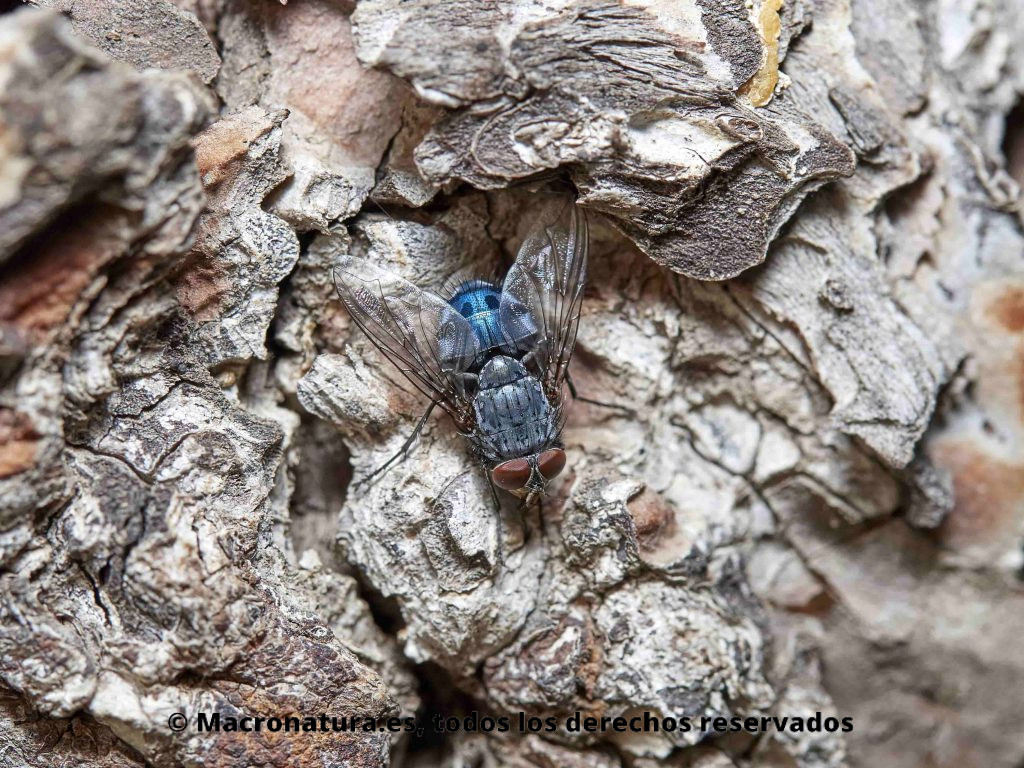 Mosca Azul género Calliphora sobre la corteza de un pino. Calliphora vicina