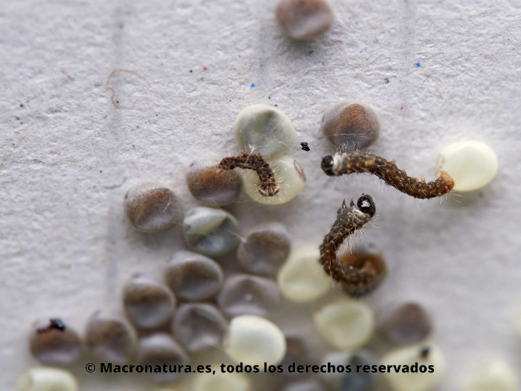Larva de Gusanos de seda Bombyx mori en sus primeras fases