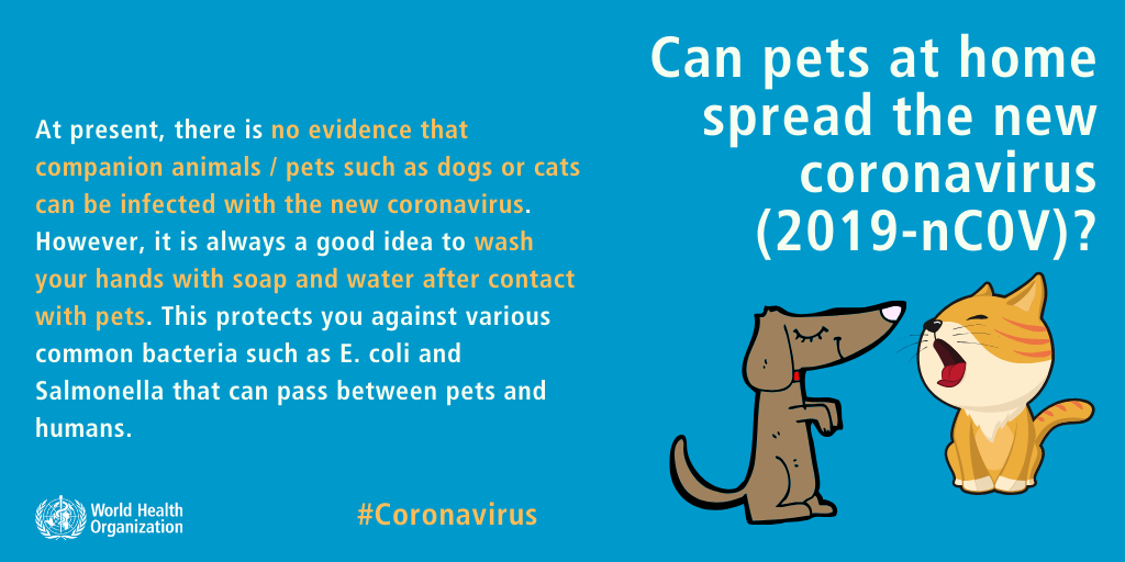 ¿Los animales de compañía transmiten el coronavirus? Gráfico emitido por La Organización Mundial de la Salud donde indica que el Coronavirus Covid-19 no puede ser trasmitido por animales de compañía.