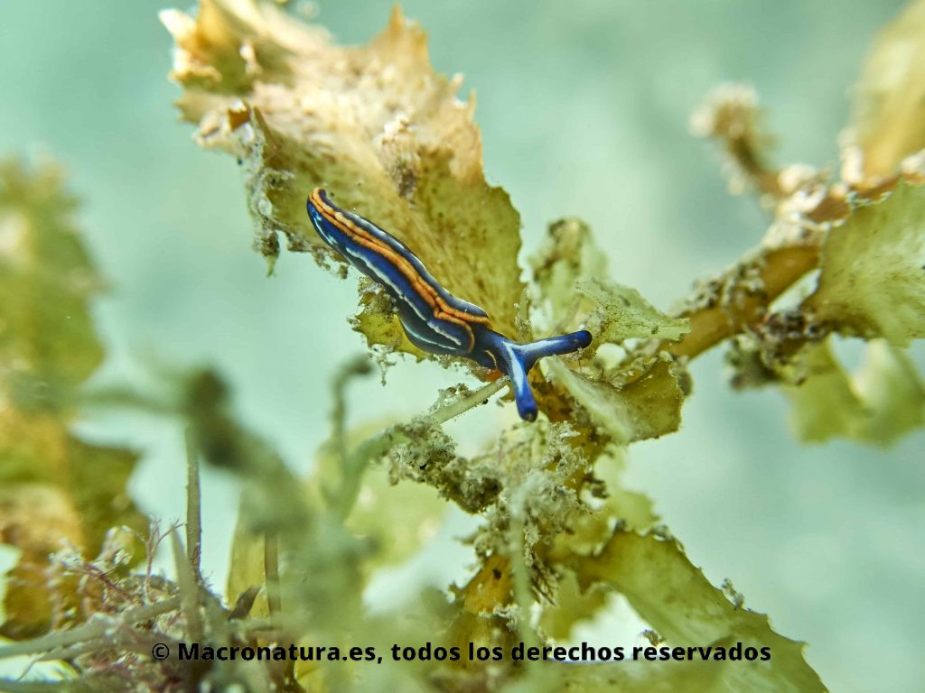 Colorida Babosa de mar Thuridilla hopei sobre un alga