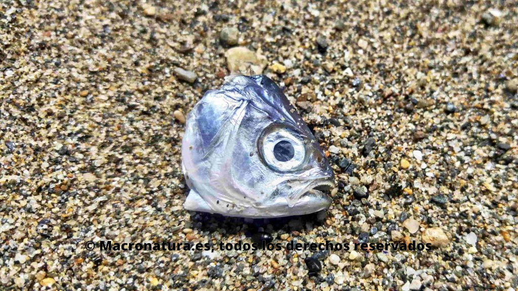 Cabeza de pescado en orilla del mar. Foto portada para el reportaje ¿Los peces sienten dolor?