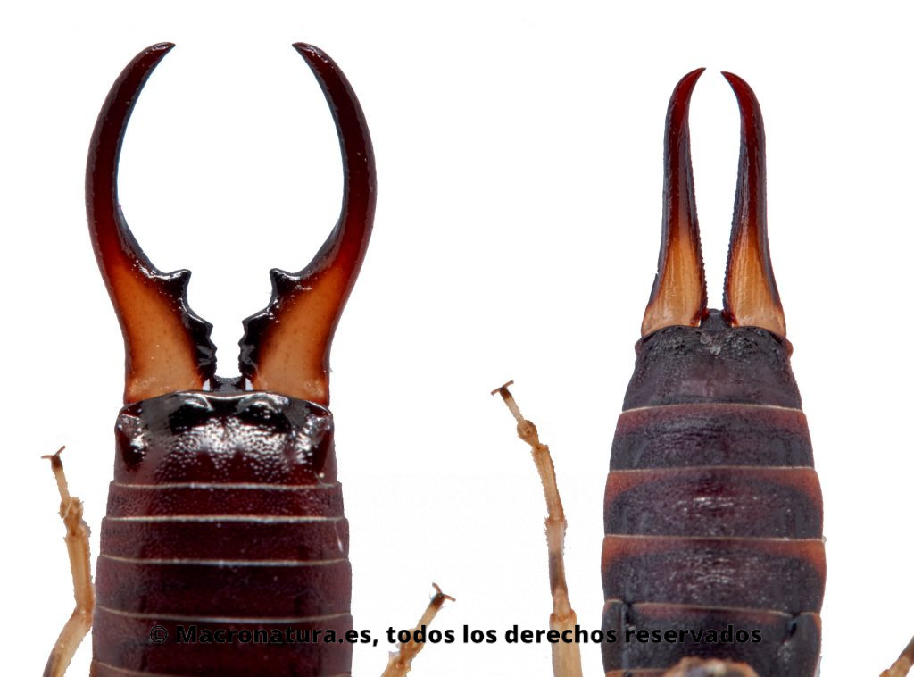 Comparativa entre las pinzas apéndice de un macho y una hembra de una  Tijereta Común Forficula auricularia