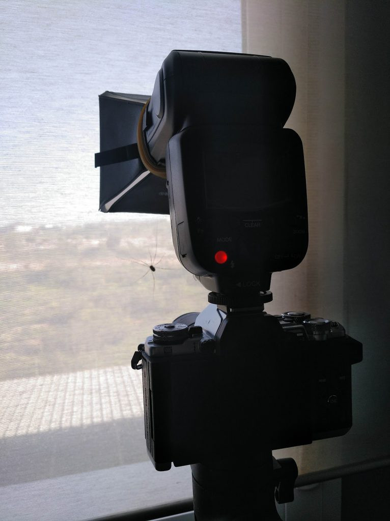 Una cámara con flash apunta a una araña patona que esta sobre una cortina de una habitación