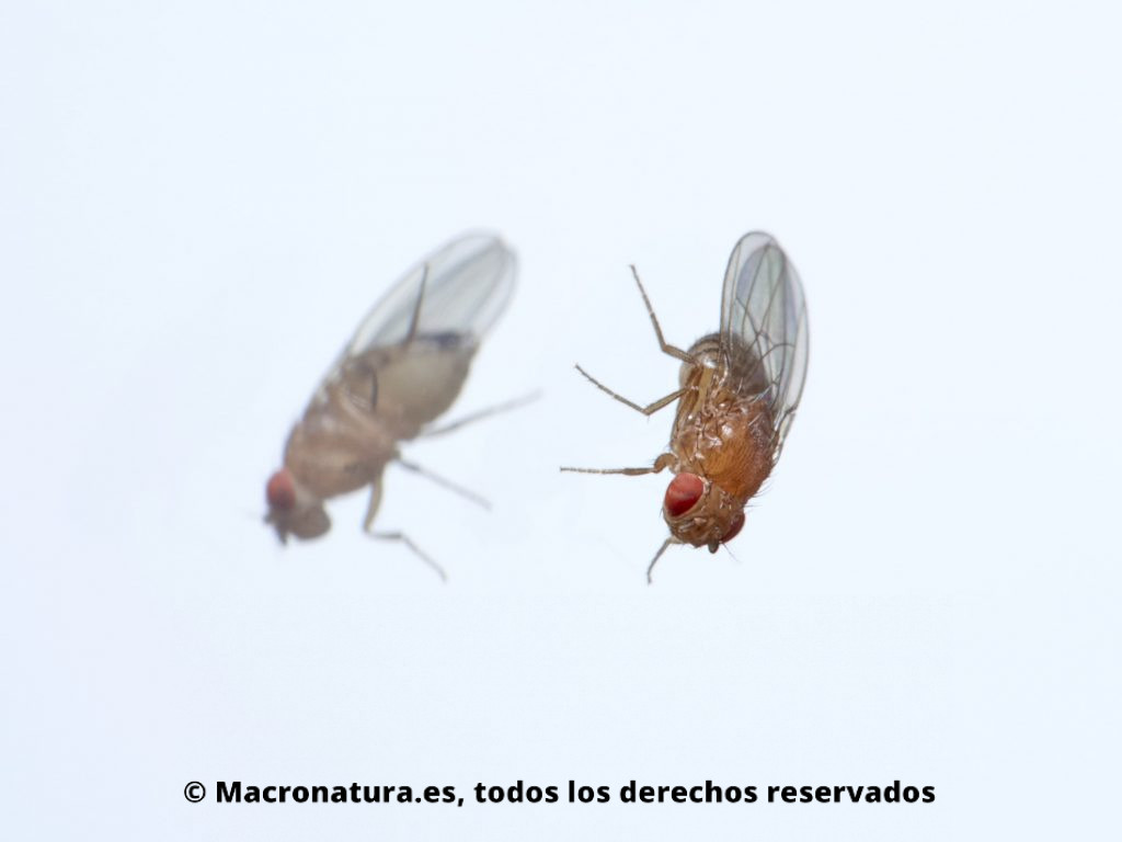 Una Mosca del vinagre Drosophila melanogaster y su reflejo en un fondo blanco