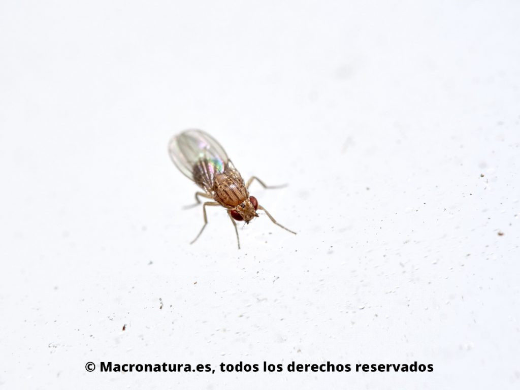 Una Mosca del vinagre Drosophila melanogaster de frente