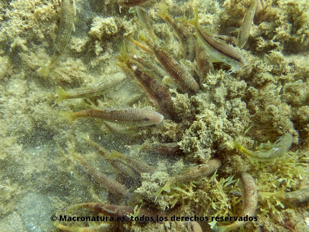 Varios Salmonetes de roca Mullus surmuletus en un fondo rocoso con algas. Se están alimentando. Se observa partículas en suspensión en el agua tras agitar el fondo.