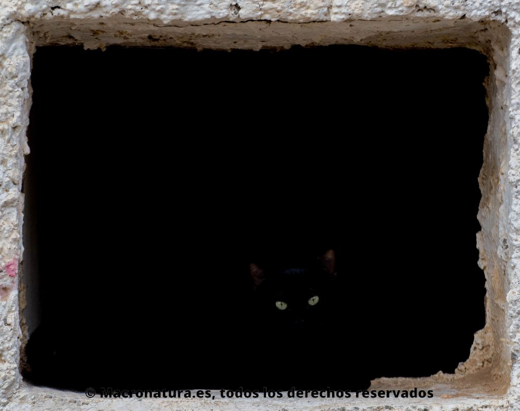 El confinamiento humano, ¿un respiro para los animales? Un gato negro en un fondo oscuro donde sólo se observan los ojos y parte de las orejas