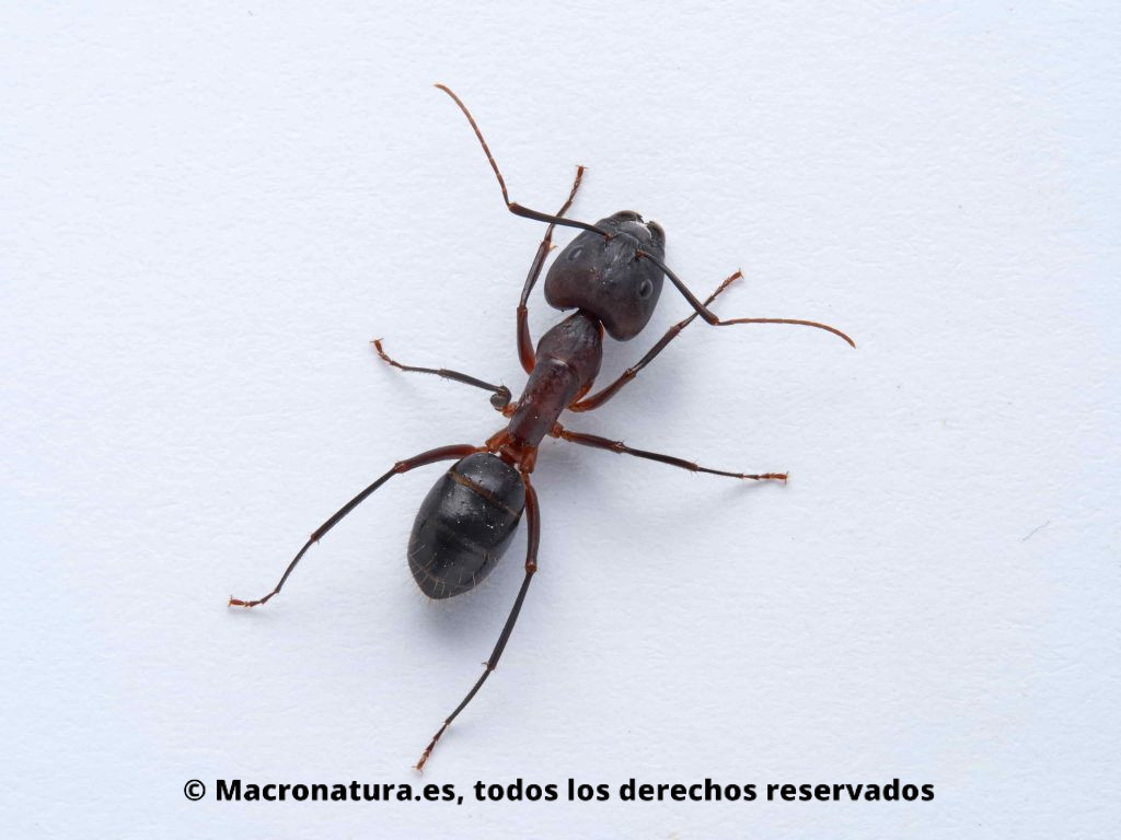 Hormiga Camponotus pilicornis sobre un fondo blanco, detalle de cuerpo, cabeza, patas, antenas