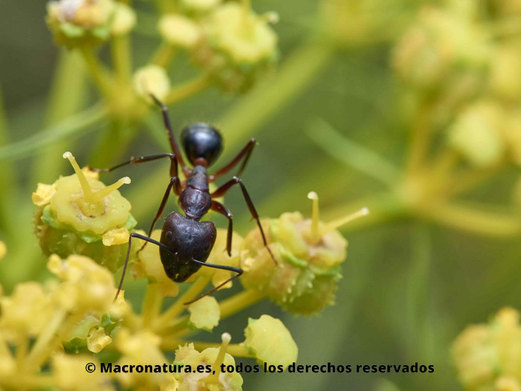 Hormiga Camponotus pilicornis sobre una planta.