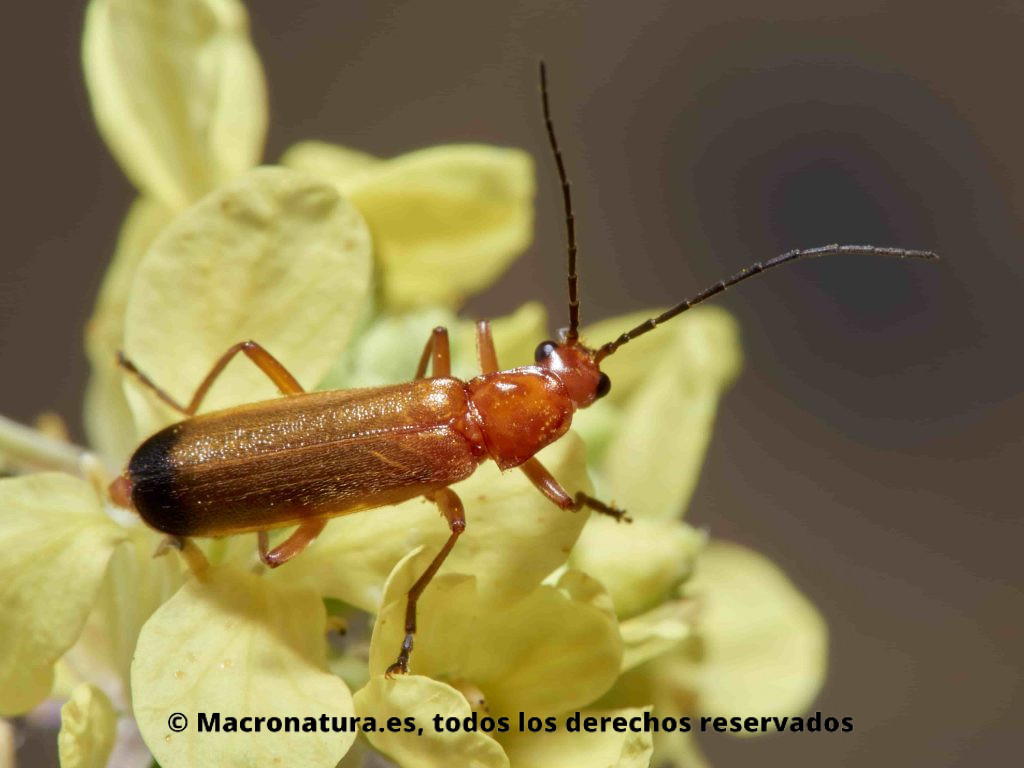 Escarabajo Coracero Rhagonycha fulva sobre una flor. Detalle del cuerpo.