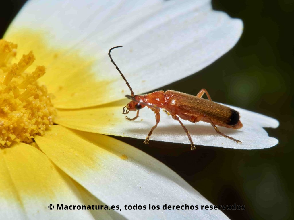 Escarabajo Coracero Rhagonycha fulva sobre una margarita. Posición lateral .