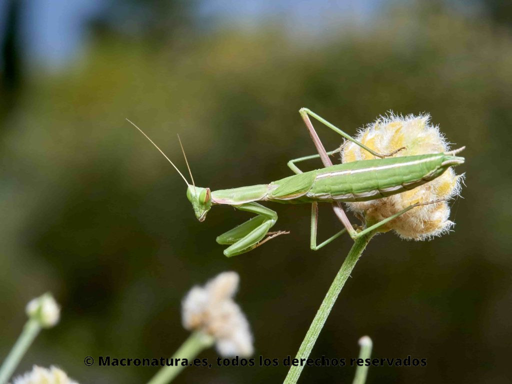 Mantis Ameles Picteti sobre una planta. Detalle del linea blanca en el abdomen