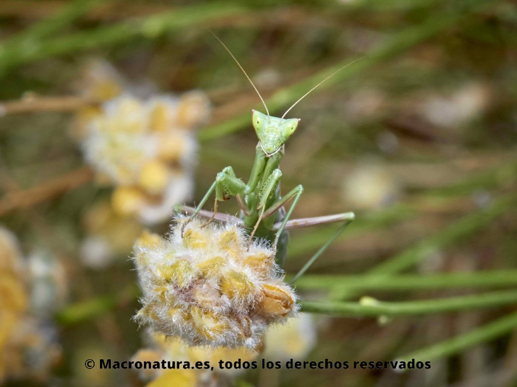 Mantis Ameles Picteti sobre una planta. Detalles de ojos donde se observa la espina característica de esta especie.