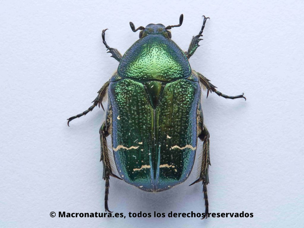 Escarabajo Verde Metálico Cetonia aurata vista cenital, patas, élitros, antenas