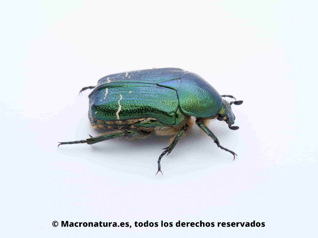 Escarabajo Verde Metálico Cetonia aurata vista lateral