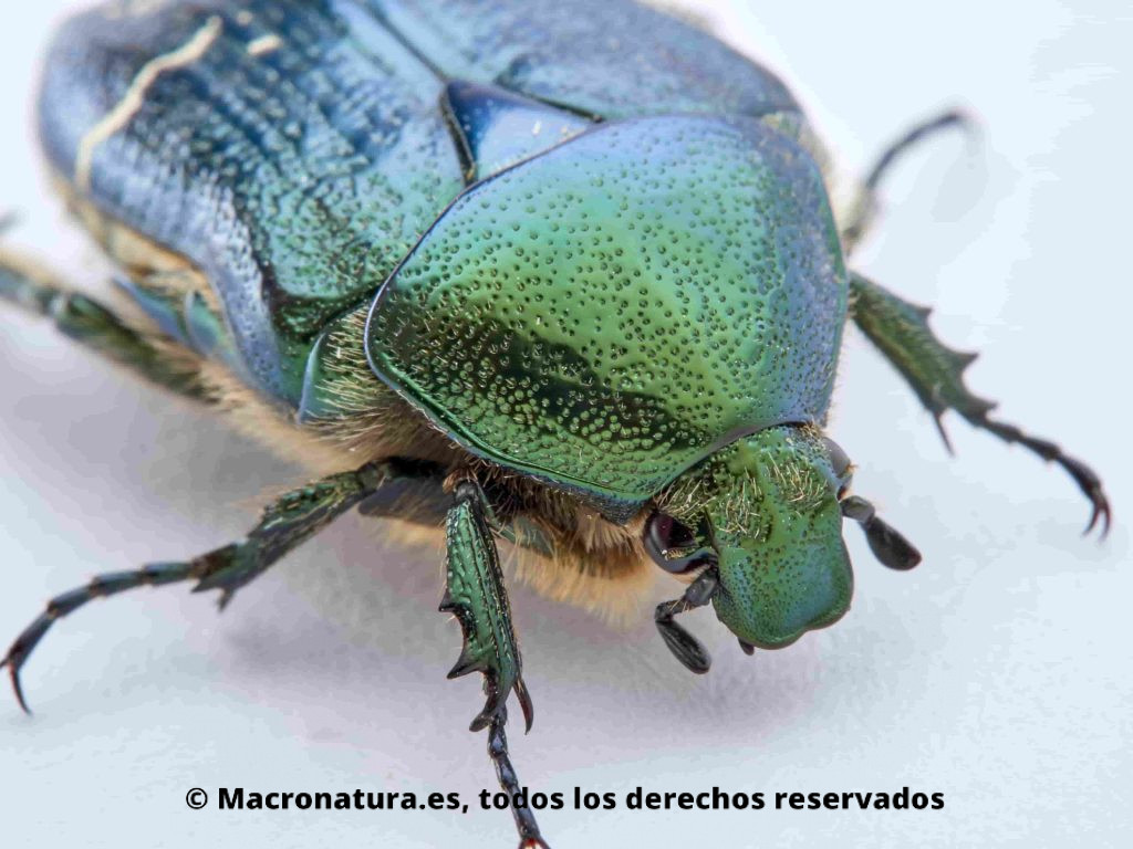 Escarabajo Verde Metálico Cetonia aurata primer plano