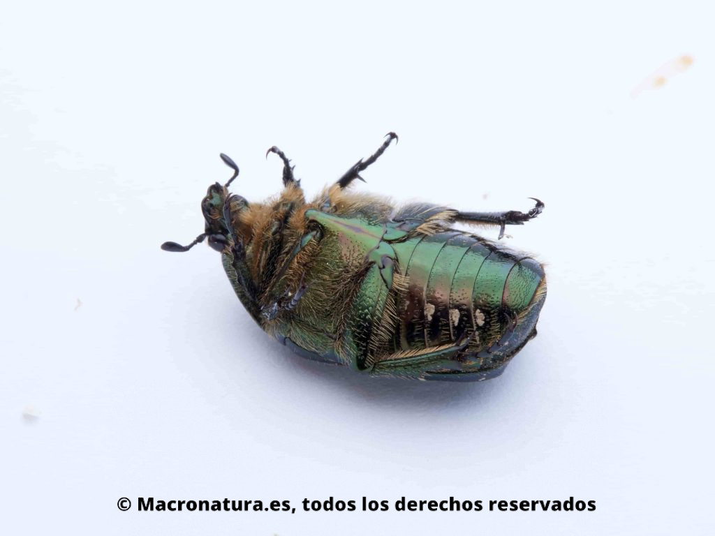 Escarabajo Verde Metálico Cetonia aurata vista ventral, colores bronces y pelos