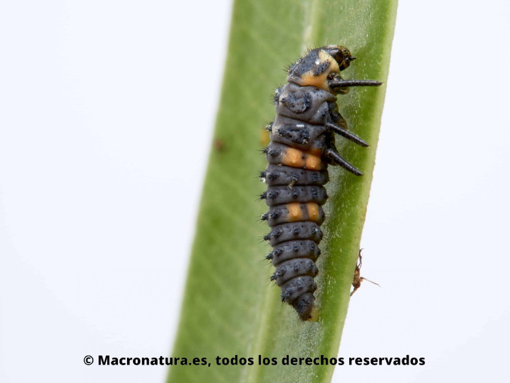 Larva de Mariquita de siete puntos Coccinella septempunctata sobre una hoja de adelfa