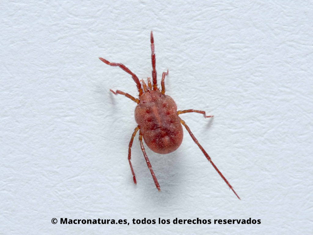 Ácaros rojos Balaustium Sp. sobre una superficie blanca. Cuerpo rojo con patas largas. Araña roja.
