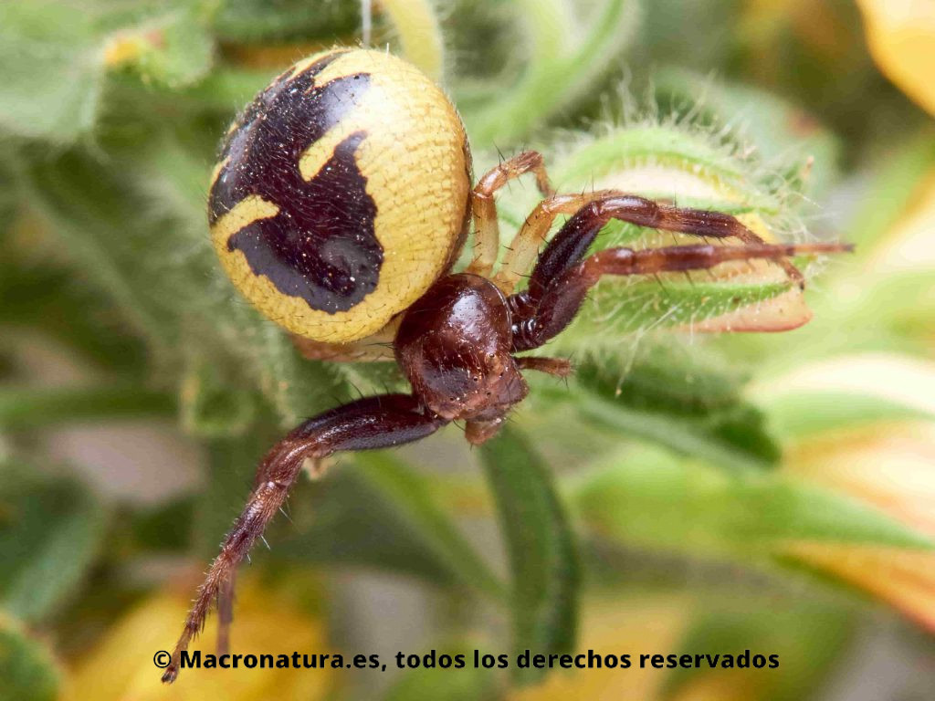 Araña Napoleón Synema globosum sobre una planta, Ononis natrix
