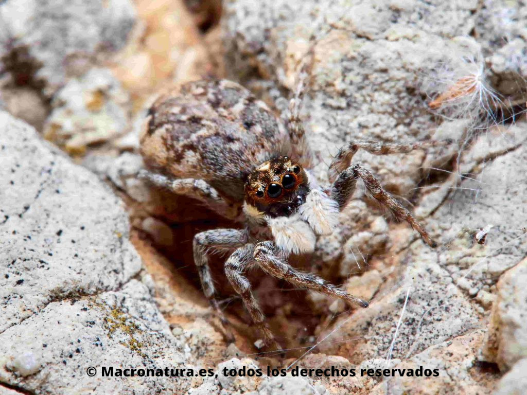 Araña saltarina Género Menemerus. Semilimbatus. Sobre una piedra