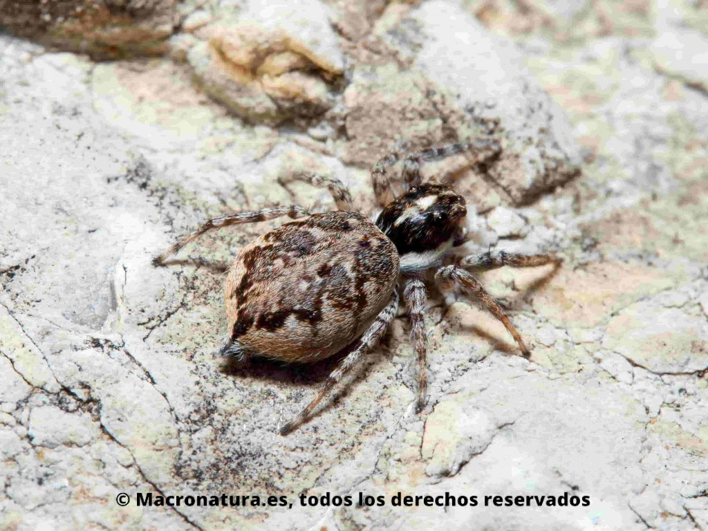 Araña saltarina Género Menemerus. Semilimbatus. Sobre una piedra