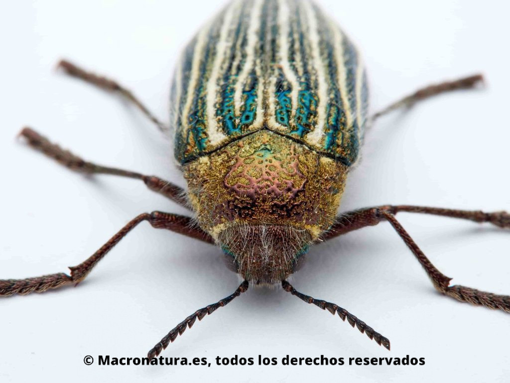 Escarabajo Julodis onopordi fidelissima frontal