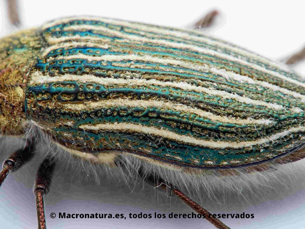 Escarabajo Julodis onopordi fidelissima detalle de patrón en los élitros