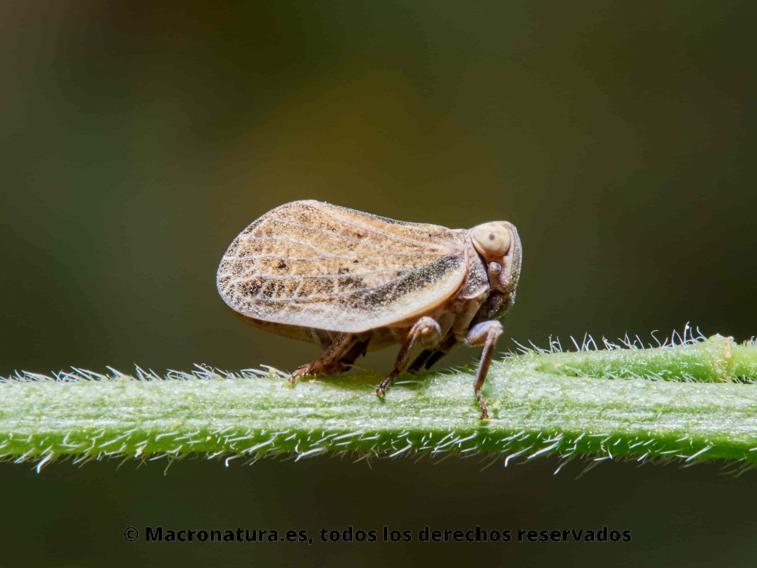 Insectos Saltahojas De La Familia Issidae Macronatura 3650
