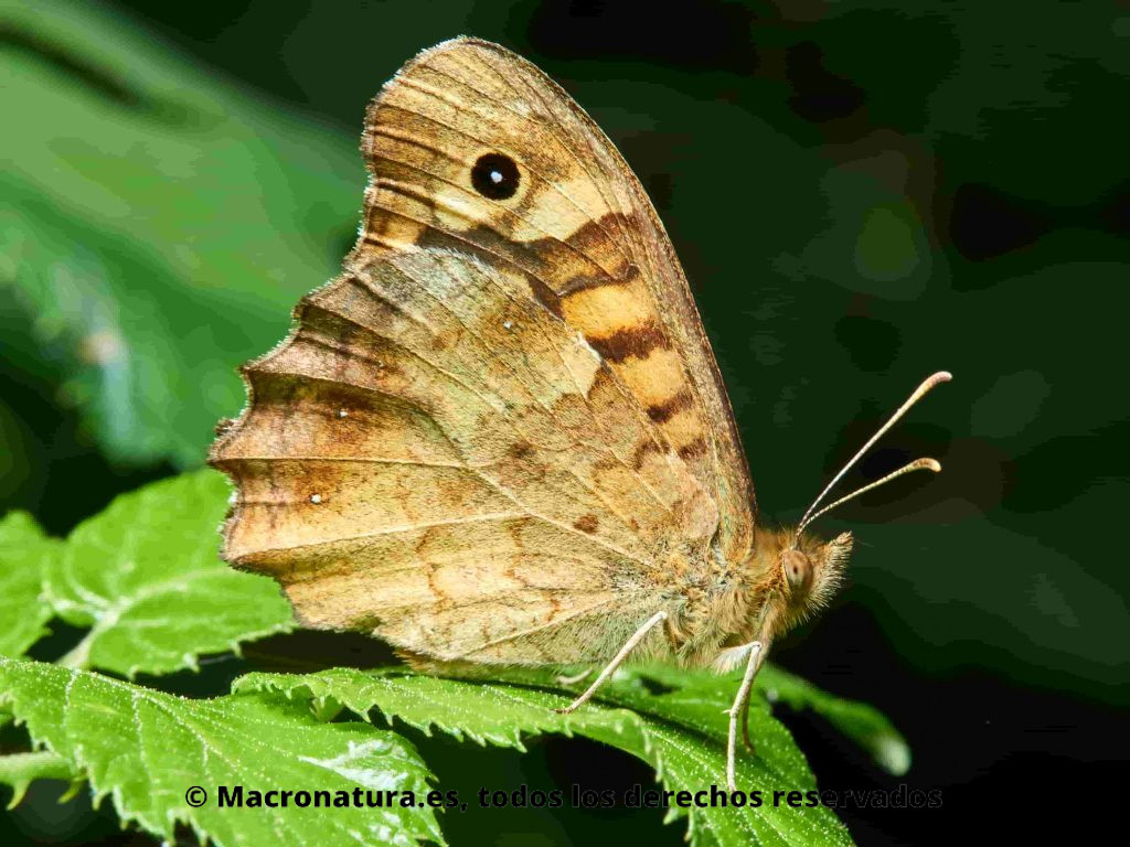Mariposa Maculada Pararge aegeria lateral sobre una hoja de zarza. Se observa ocelo negro con un punto blanco