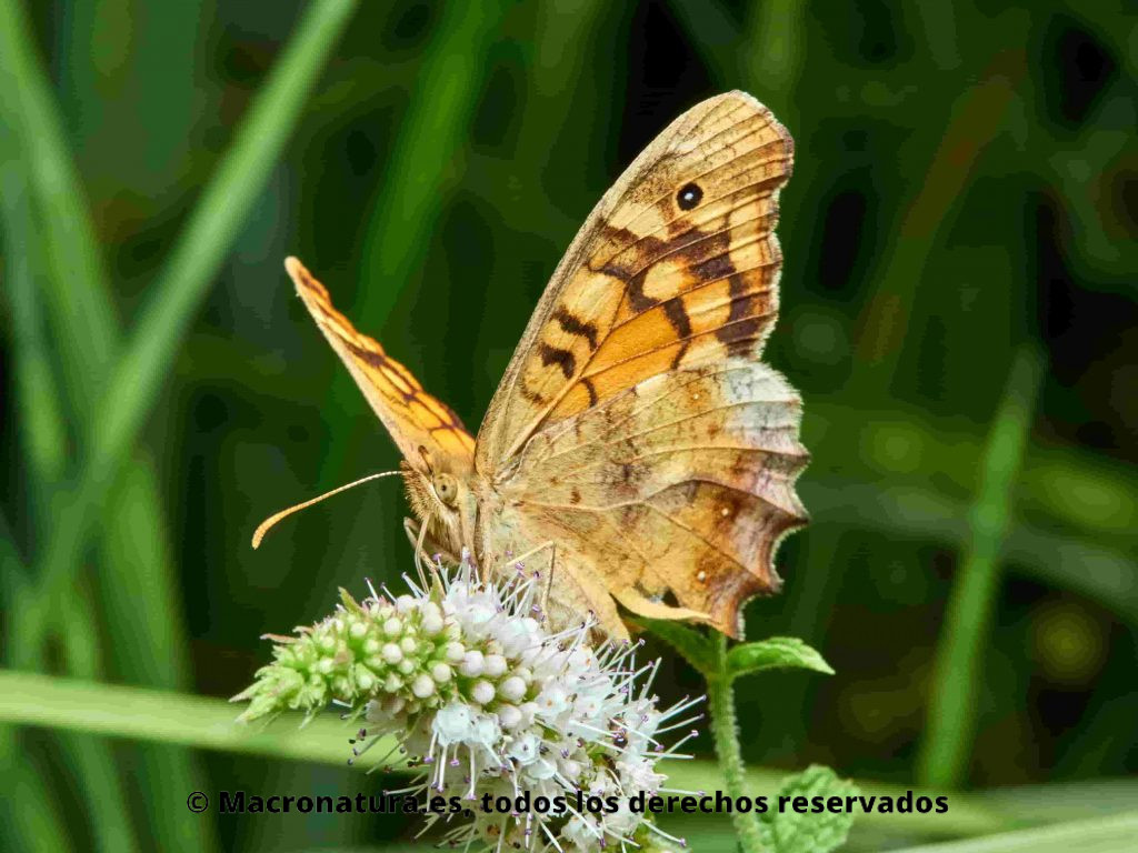 Mariposa Maculada Pararge aegeria lateral sobre una flor, libando