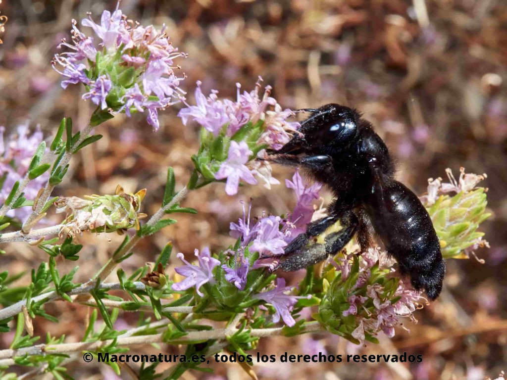Abejorro negro género Xylocopa sobre una flor recolectando néctar
