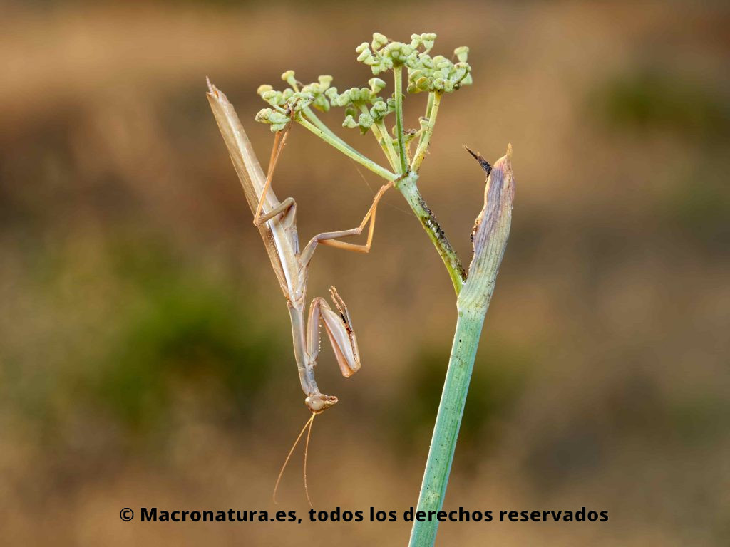 Mantis Mediterránea Iris oratoria boca abajo sobre un hinojo. Macho.