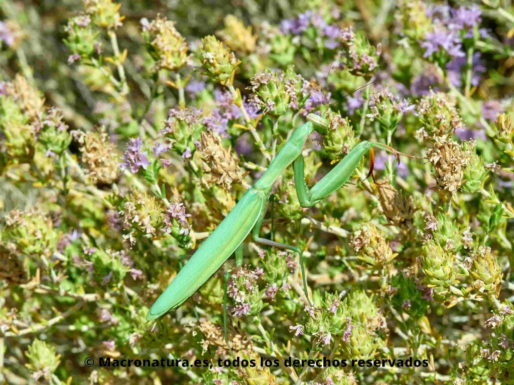 Mantis europea Mantis religiosa sobre la vegetación