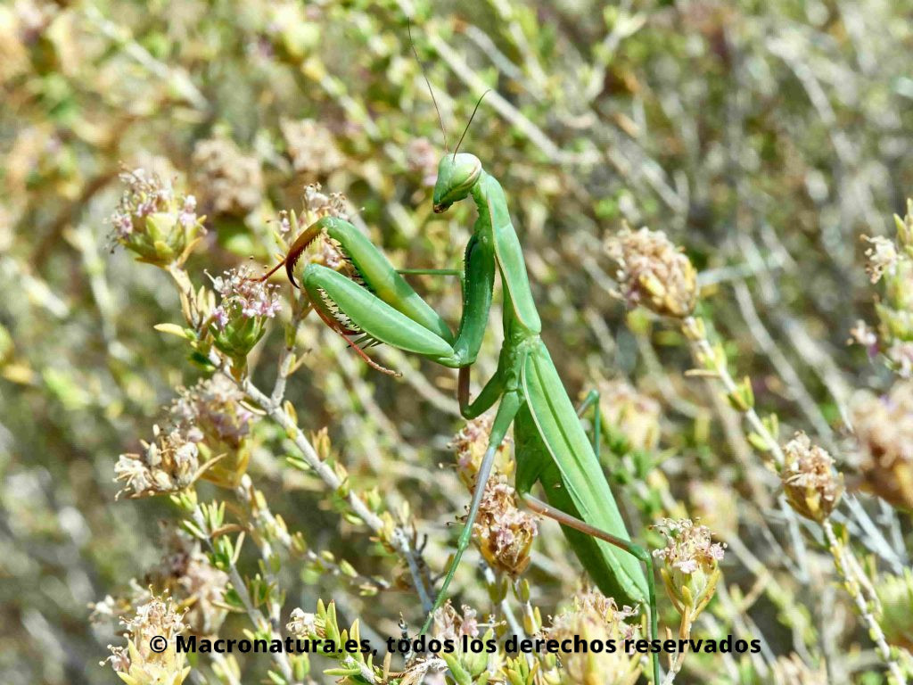 Mantis europea Mantis religiosa sobre la vegetación