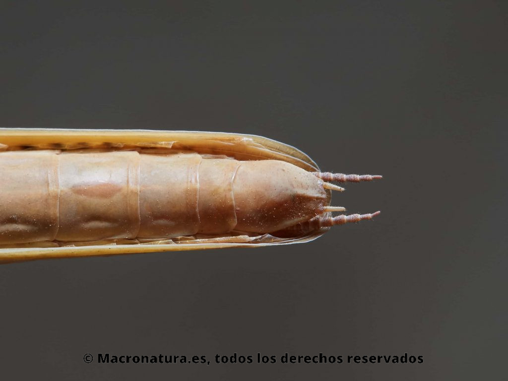Cercos y abdomen final de una Mantis Mediterránea Iris oratoria.