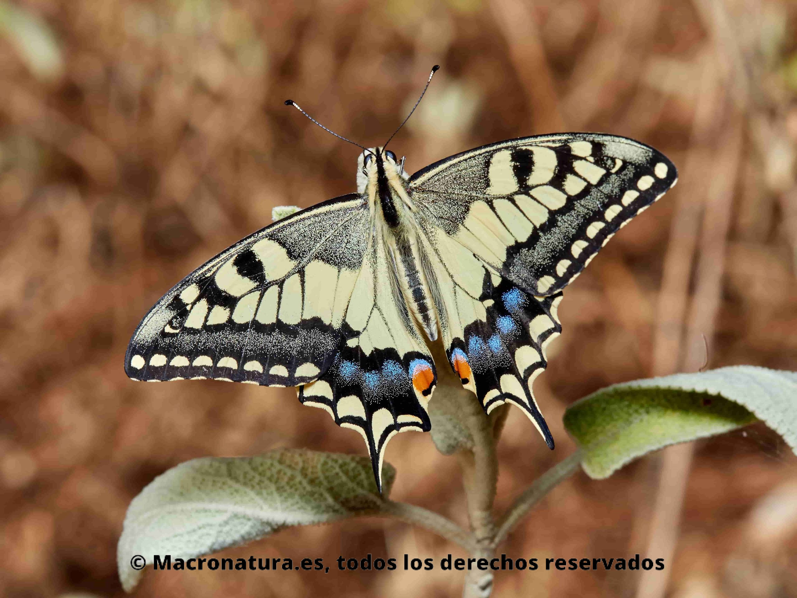 Mariposa más bonita de España. Mariposa Papilio Machaon