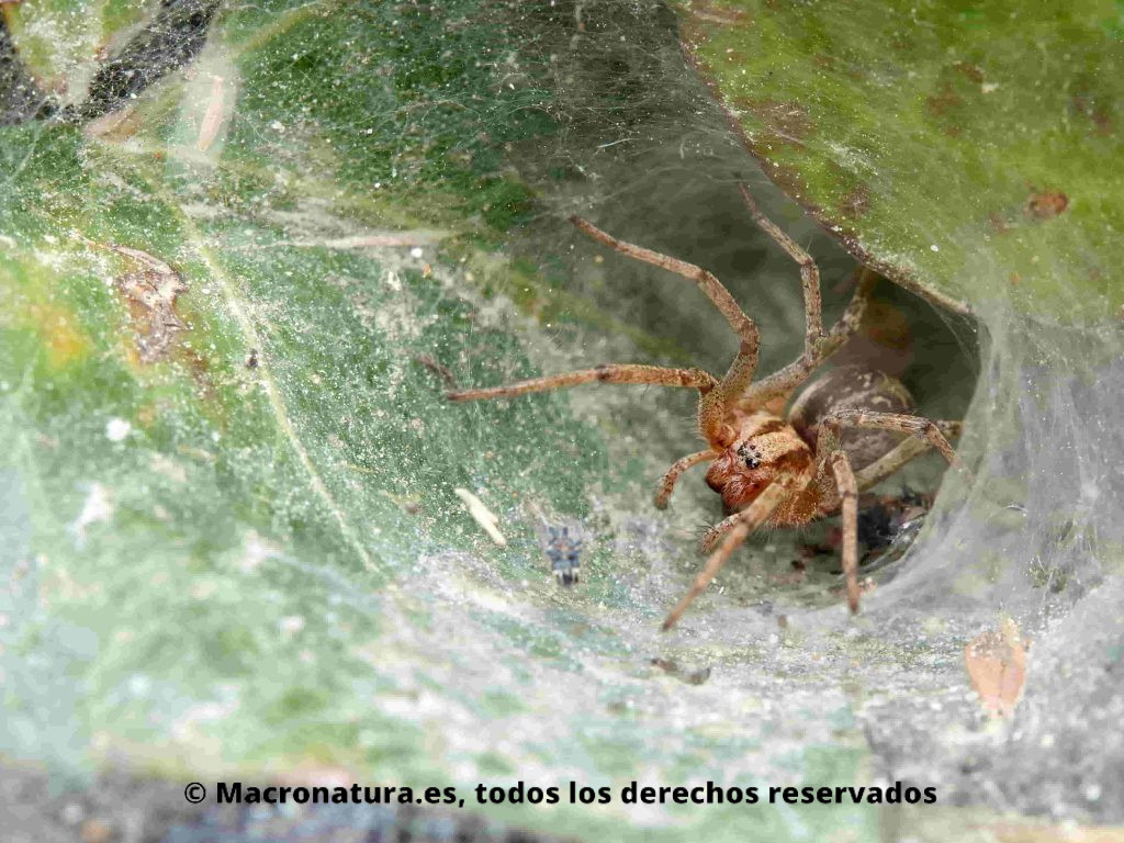 Arañas de túnel género Agelena en su refugio en forma de embudo
