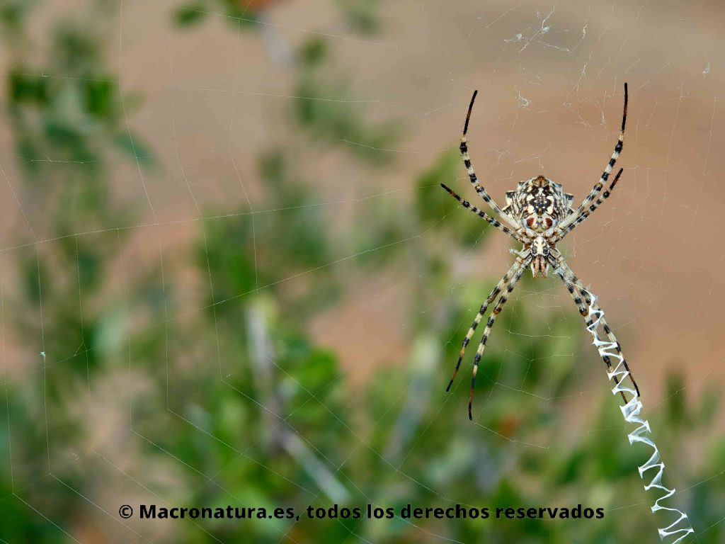 Araña Tigre Argiope Lobata posición ventral con un fondo de plantas