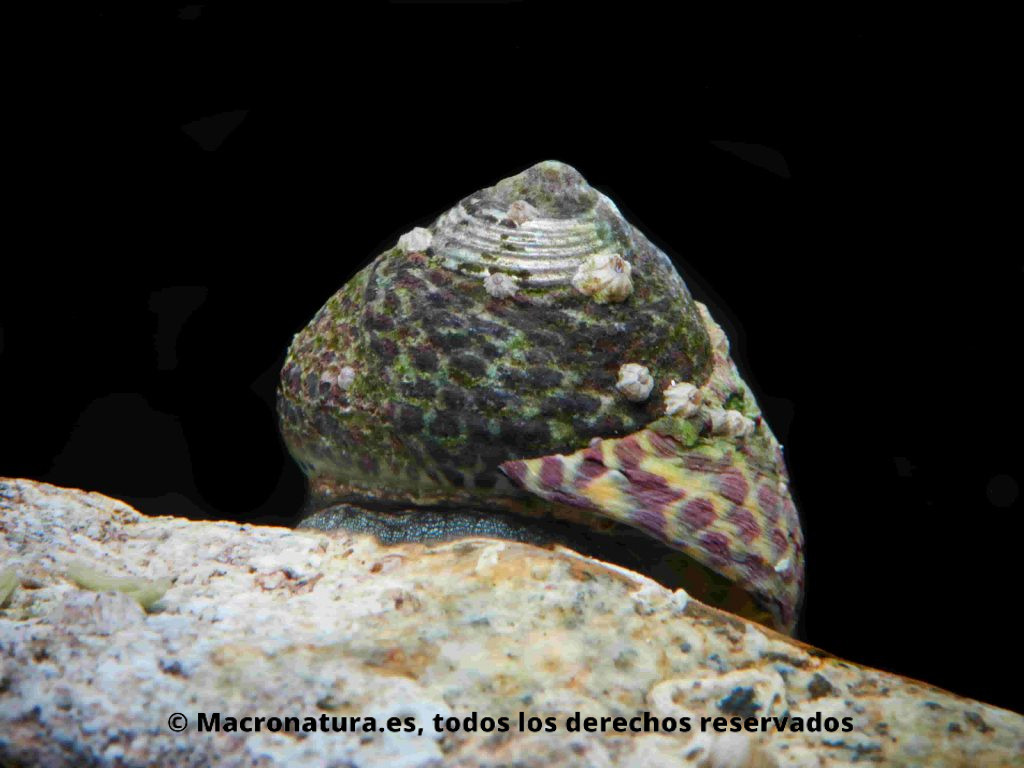 Caracoles limpia cristales del acuario, Caracol marino Phorcus turbinatus sobre una roca. Forma de concha piramidal