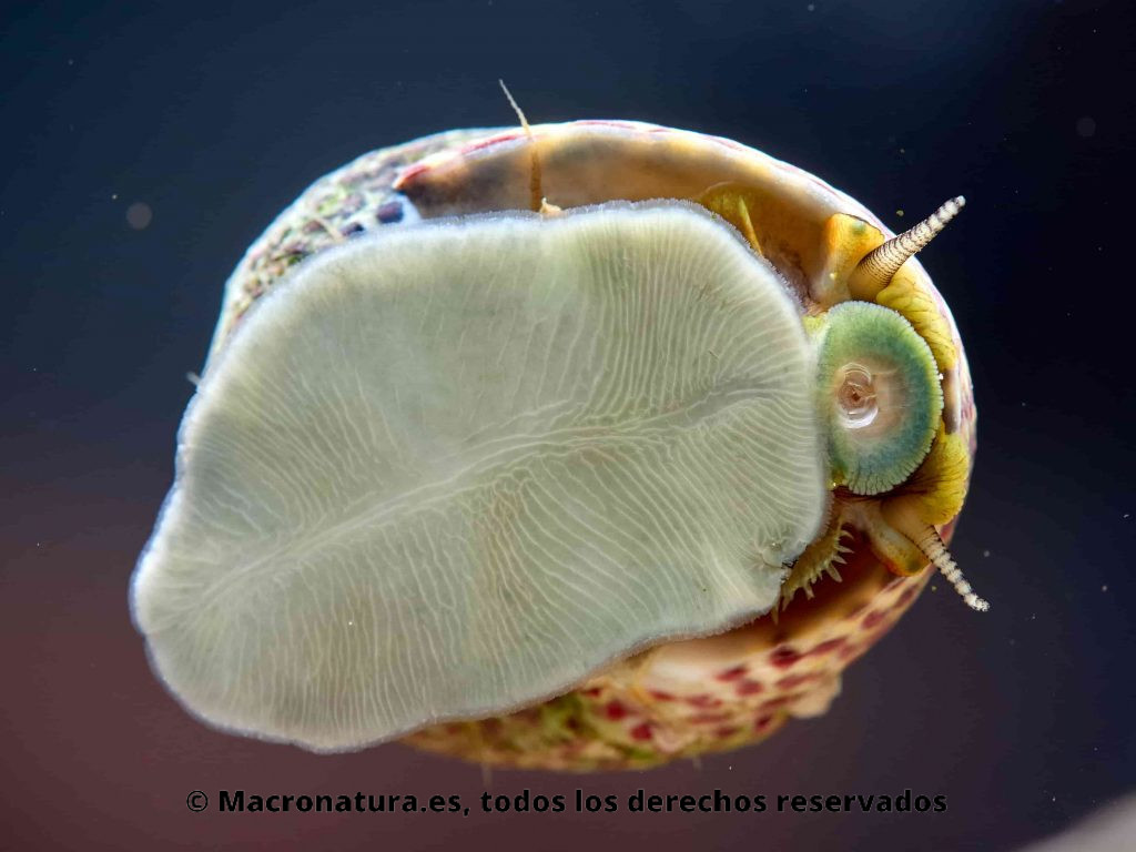Caracol marino Phorcus turbinatus sobre un cristal. Detalle de pie y rádula
