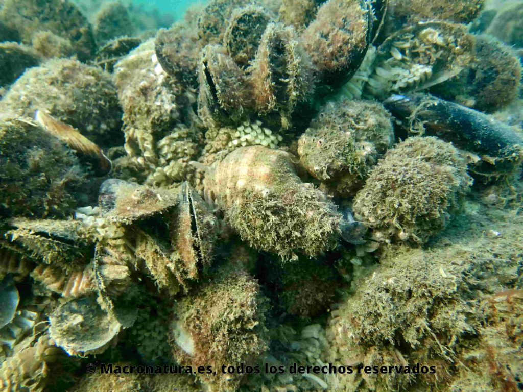Varios Caracoles marinos Stramonita haemastoma desovando junto a mejillones